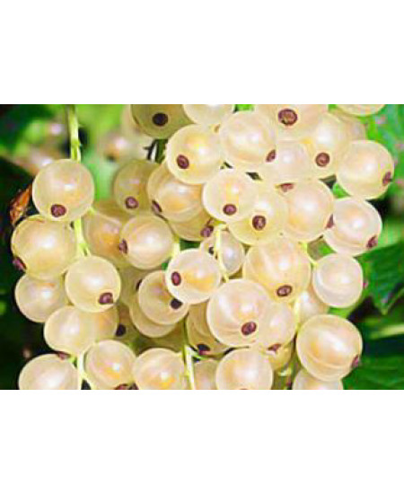 Смородина Уайт Холандер Смородина Уайт Холандер