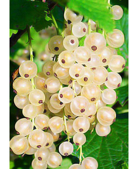 Смородина Уайт Холандер Смородина Уайт Холандер