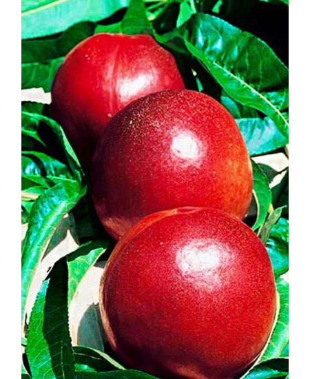 Нектарин Ванг-3 Нектарин Ванг-3