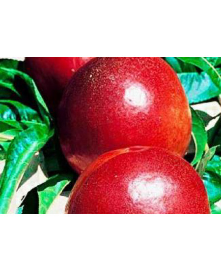 Нектарин Ванг-3 Нектарин Ванг-3