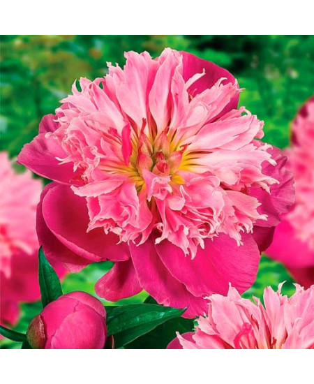 Пион травянистый Беллевиль Пион травянистый Беллевиль