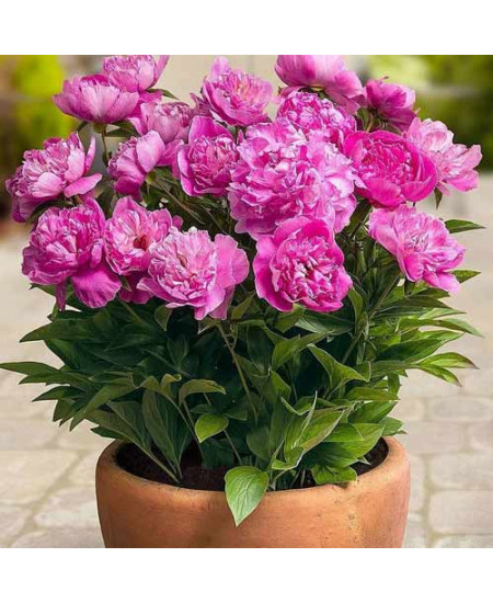 Пион Патио Рим Пион Патио Рим