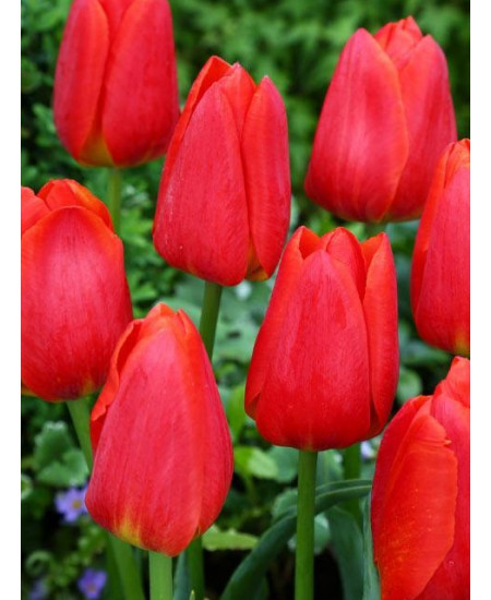 Тюльпан "Parade" 3шт в упаковке (размер 11\12) Тюльпан "Parade" 3шт в упаковке (размер 11\12)