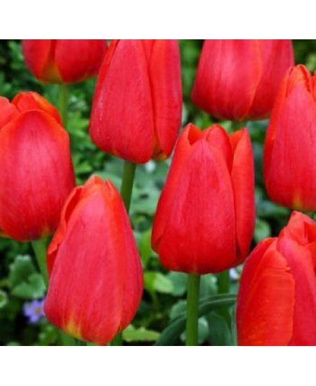 Тюльпан "Parade" 3шт в упаковке (размер 11\12) Тюльпан "Parade" 3шт в упаковке (размер 11\12)