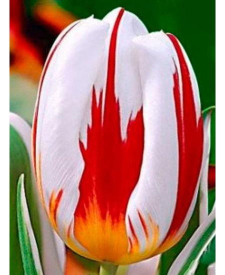 Тюльпан "Happy Generation" 3шт в упаковке (размер 11\12) Тюльпан "Happy Generation" 3шт в упаковке (размер 11\12)