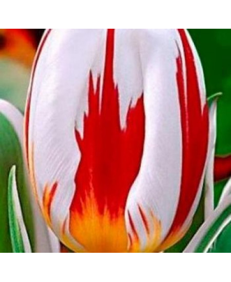 Тюльпан "Happy Generation" 3шт в упаковке (размер 11\12) Тюльпан "Happy Generation" 3шт в упаковке (размер 11\12)