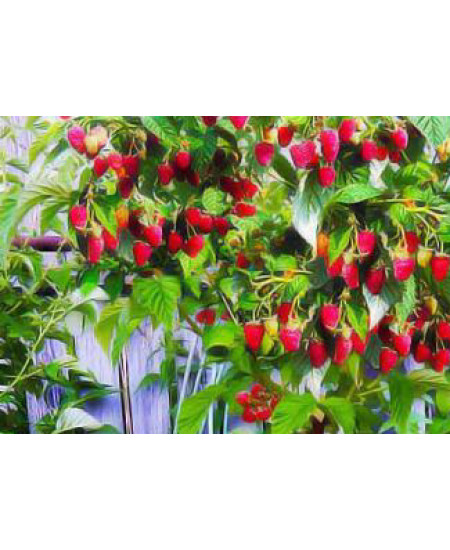 Малина (малиновое дерево) Таруса Малина (малиновое дерево) Таруса