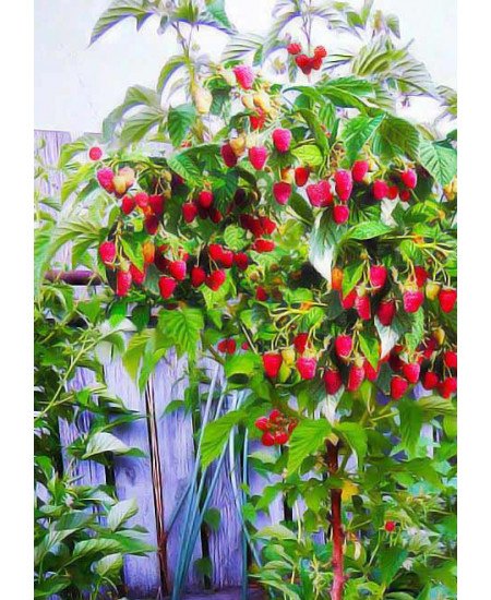 Малина (малиновое дерево) Таруса Малина (малиновое дерево) Таруса