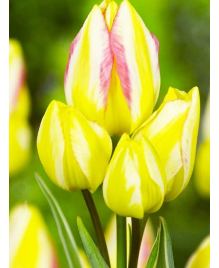 Тюльпан многоцветковый "Антуанетт" (Antoinette) 3шт в упаковке (размер 11\12) Тюльпан многоцветковый "Антуанетт" (Antoinette) 3шт в упаковке (размер 11\12)