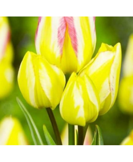 Тюльпан многоцветковый "Антуанетт" (Antoinette) 3шт в упаковке (размер 11\12) Тюльпан многоцветковый "Антуанетт" (Antoinette) 3шт в упаковке (размер 11\12)