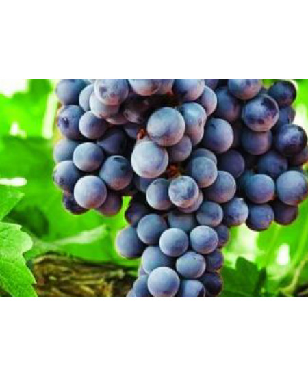 Виноград Августа Виноград Августа