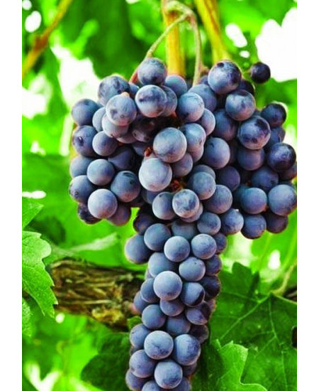 Виноград Августа Виноград Августа