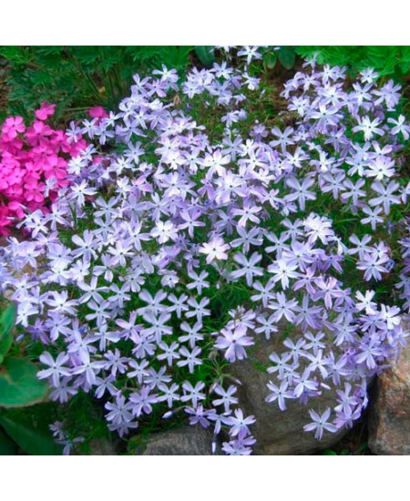 Флокс Эмералд Кешн Блю Флокс Эмералд Кешн Блю