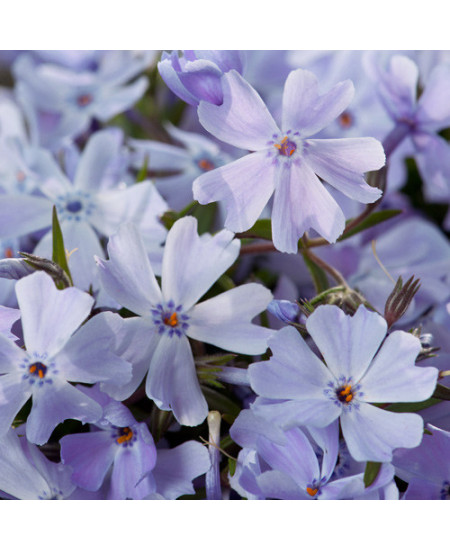 Флокс Эмералд Кешн Блю Флокс Эмералд Кешн Блю