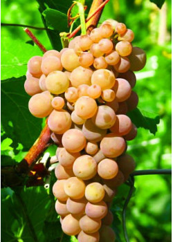 Виноград Платовский