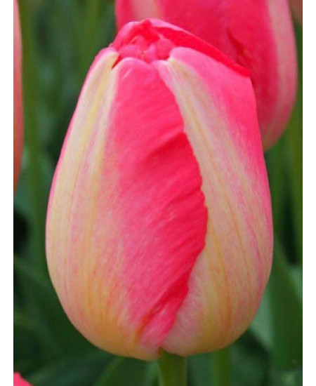 Тюльпан "Judith Leyster" 3шт в упаковке Тюльпан "Judith Leyster" 3шт в упаковке