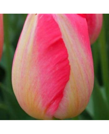 Тюльпан "Judith Leyster" 3шт в упаковке Тюльпан "Judith Leyster" 3шт в упаковке