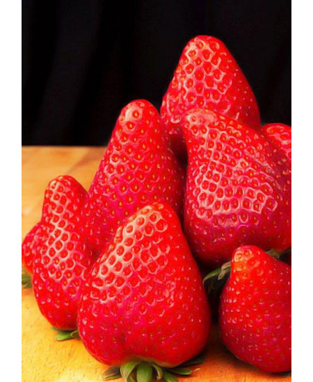 Клубника Зарница (Упаковка 5шт) Клубника Зарница (Упаковка 5шт)