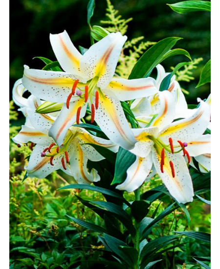 Лилия восточная "Гарден Пати" (Garden Party) 3шт в упаковке (размер 16/18) Лилия восточная "Гарден Пати" (Garden Party) 3шт в упаковке (размер 16/18)