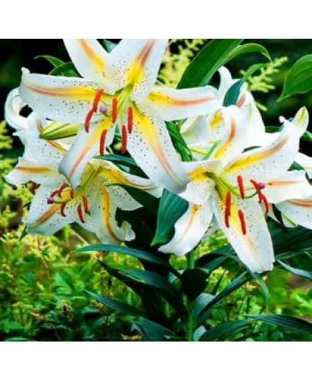 Лилия восточная "Гарден Пати" (Garden Party) 3шт в упаковке (размер 16/18) Лилия восточная "Гарден Пати" (Garden Party) 3шт в упаковке (размер 16/18)