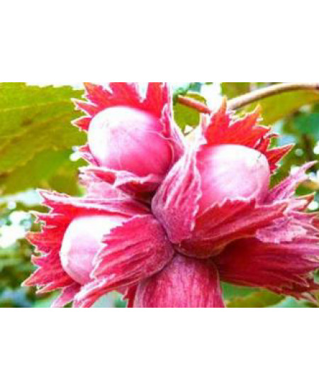 Фундук Варшавский Фундук Варшавский