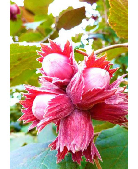 Фундук Варшавский Фундук Варшавский