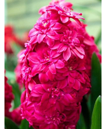 Гиацинт махровый "Hollyhock" 3шт в упаковке Гиацинт махровый "Hollyhock" 3шт в упаковке