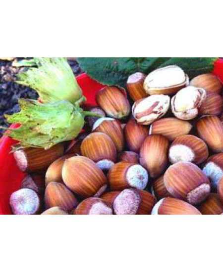 Фундук Сахаристый Фундук Сахаристый