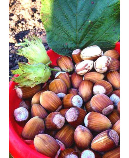 Фундук Сахаристый Фундук Сахаристый