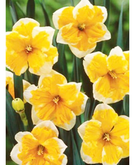 Нарцисс орхидный "Соверен" (Sovereign) 3шт в упаковке (размер 14/16) Нарцисс орхидный "Соверен" (Sovereign) 3шт в упаковке (размер 14/16)