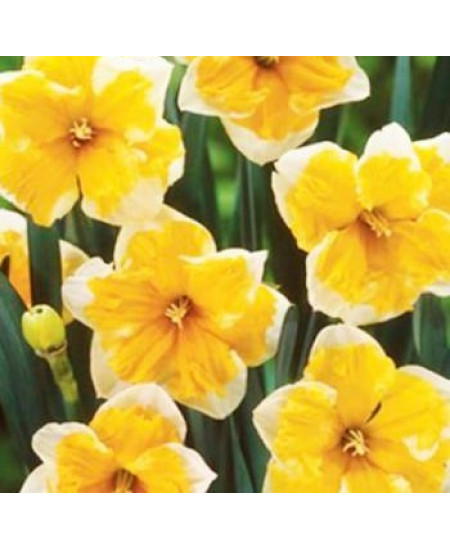 Нарцисс орхидный "Соверен" (Sovereign) 3шт в упаковке (размер 14/16) Нарцисс орхидный "Соверен" (Sovereign) 3шт в упаковке (размер 14/16)