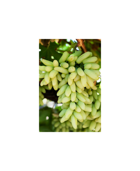 Виноград Ламборджини Виноград Ламборджини