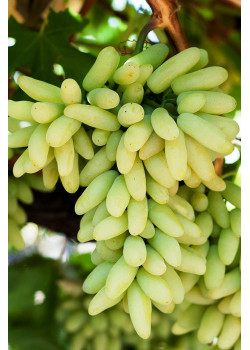 Виноград Ламборджини