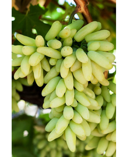 Виноград Ламборджини Виноград Ламборджини