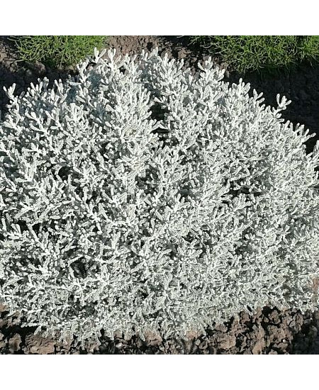 Сантолина Серебристая Сантолина Серебристая