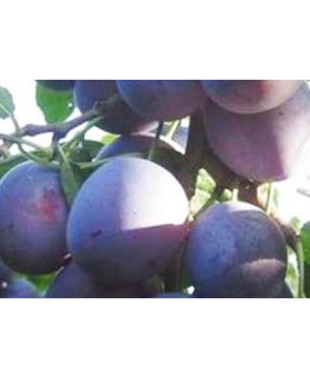 Слива Милена Слива Милена