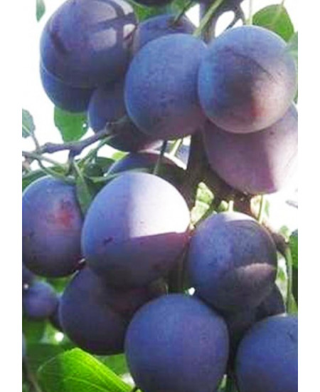 Слива Милена Слива Милена