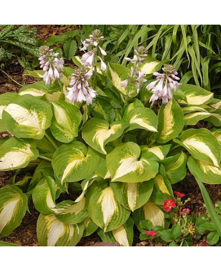 Хоста Саммер Мьюзик Хоста Саммер Мьюзик