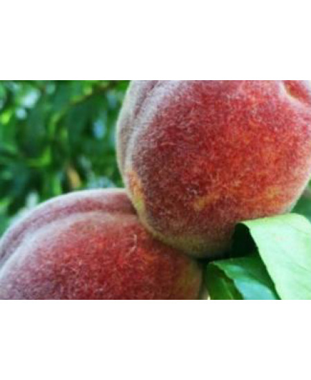 Персик Пушистый ранний Персик Пушистый ранний