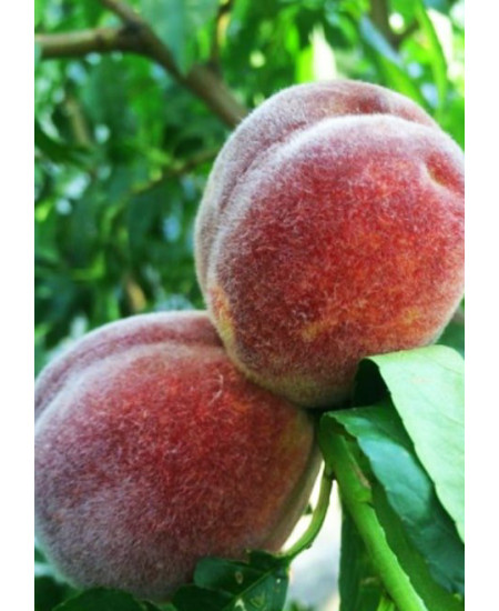 Персик Пушистый ранний Персик Пушистый ранний