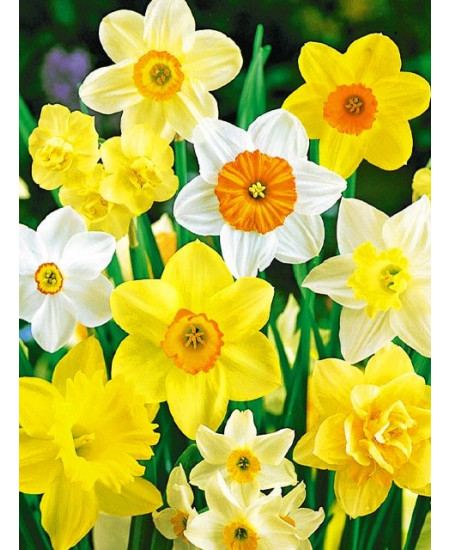 Нарцисс "Микс лучших сортов" (Mix), 3шт в упаковке Нарцисс "Микс лучших сортов" (Mix), 3шт в упаковке