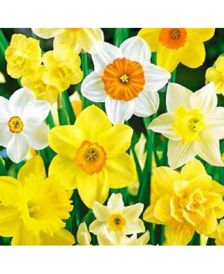 Нарцисс "Микс лучших сортов" (Mix), 3шт в упаковке Нарцисс "Микс лучших сортов" (Mix), 3шт в упаковке
