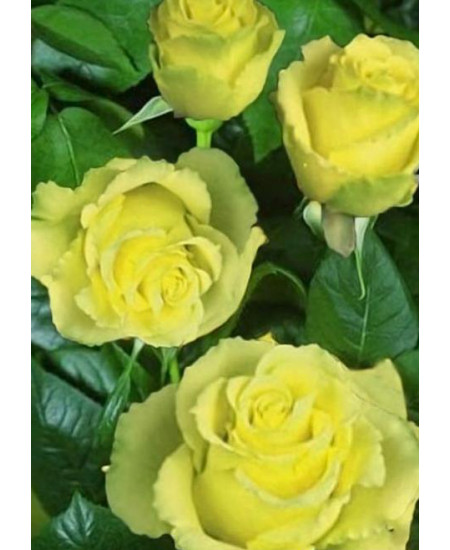 Роза чайно-гибридная Взгляд Луизы Роза чайно-гибридная Взгляд Луизы