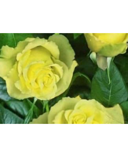 Роза чайно-гибридная Взгляд Луизы Роза чайно-гибридная Взгляд Луизы