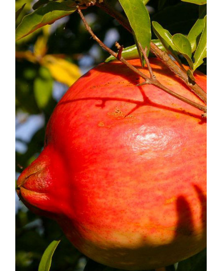 Гранат Крымский полосатый Гранат Крымский полосатый