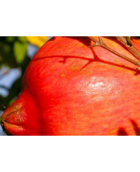 Гранат Крымский полосатый Гранат Крымский полосатый