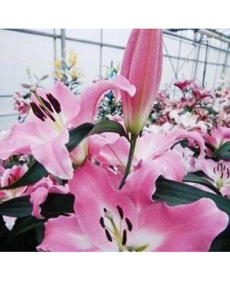 Лилия "Macerata" 3шт в упаковке Лилия "Macerata" 3шт в упаковке