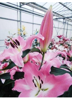 Лилия "Macerata" 3шт в упаковке