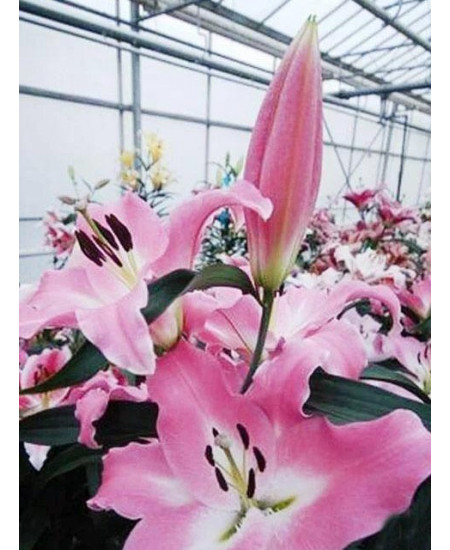 Лилия "Macerata" 3шт в упаковке Лилия "Macerata" 3шт в упаковке