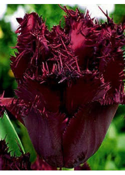 Тюльпан "Cuban Night" 3шт в упаковке